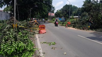 BPBD Kota Kediri Evakuasi Pohon Mauni yang Tumbang