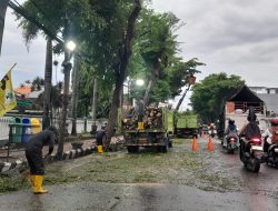 DLHKP Kota Kediri Rapikan Pohon di Jalan Panglima Sudirman, Lalu Lintas Sempat Tersendat