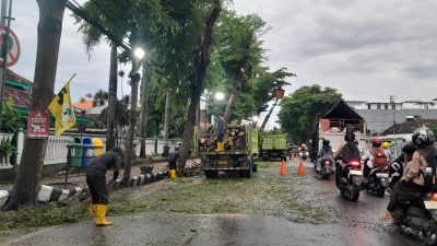 DLHKP Kota Kediri Rapikan Pohon di Jalan Panglima Sudirman, Lalu Lintas Sempat Tersendat
