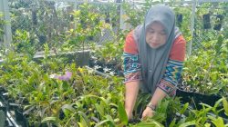 Hobi Rawat Anggrek, Warga Jombang Raup Penghasilan dari Pekarangan Rumah