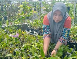 Hobi Rawat Anggrek, Warga Jombang Raup Penghasilan dari Pekarangan Rumah