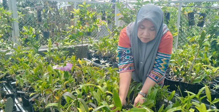 Hobi Rawat Anggrek, Warga Jombang Raup Penghasilan dari Pekarangan Rumah