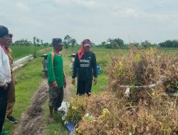 Cuaca Tidak Stabil, Petani Kedelai di Kesamben Harus Pasrah Hasil Panen Merosot