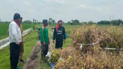 Cuaca Tidak Stabil, Petani Kedelai di Kesamben Harus Pasrah Hasil Panen Merosot