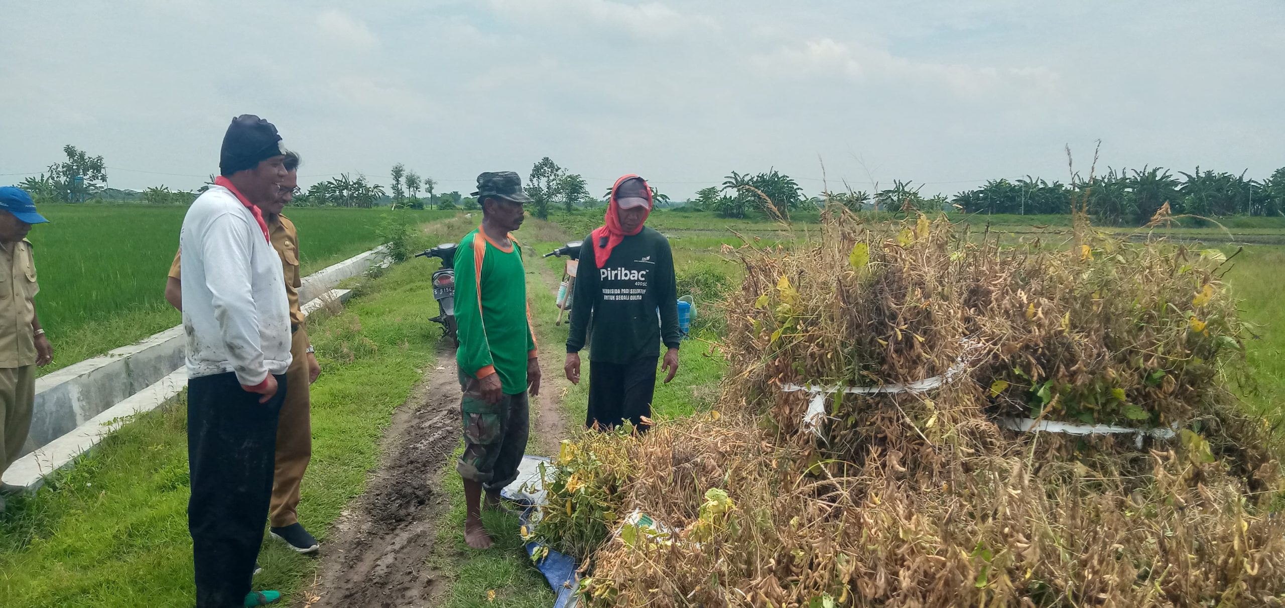 Cuaca Tidak Stabil, Petani Kedelai di Kesamben Harus Terima Panen Merosot