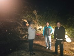 Hujan Deras Disertai Angin Kencang, Pohon Tumbang di Wates Robohkan Tiang Listrik