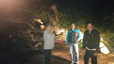 Hujan Deras Disertai Angin Kencang, Pohon Tumbang di Wates Robohkan Tiang Listrik