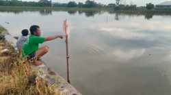 Bibit Padi Terendam Banjir, Petani Jombang Alami Kerugian Jutaan Rupiah