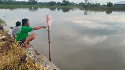 Bibit Padi Terendam Banjir, Petani Jombang Alami Kerugian Jutaan Rupiah