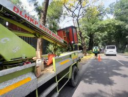 Cegah Pohon Tumbang, DLHKP Kota Kediri Lakukan Pemangkasan di Jalan Durian