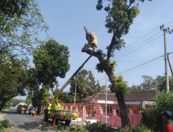 Antisipasi Musim Hujan, DLH Kabupaten Kediri Gencarkan Perantingan Pohon di Kawasan SLG dan Pare