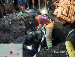 Mberot, Tali Lepas, Sapi Jantan Terperosok ke Septic Tank
