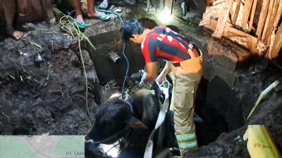 Mberot, Tali Lepas, Sapi Jantan Terperosok ke Septic Tank