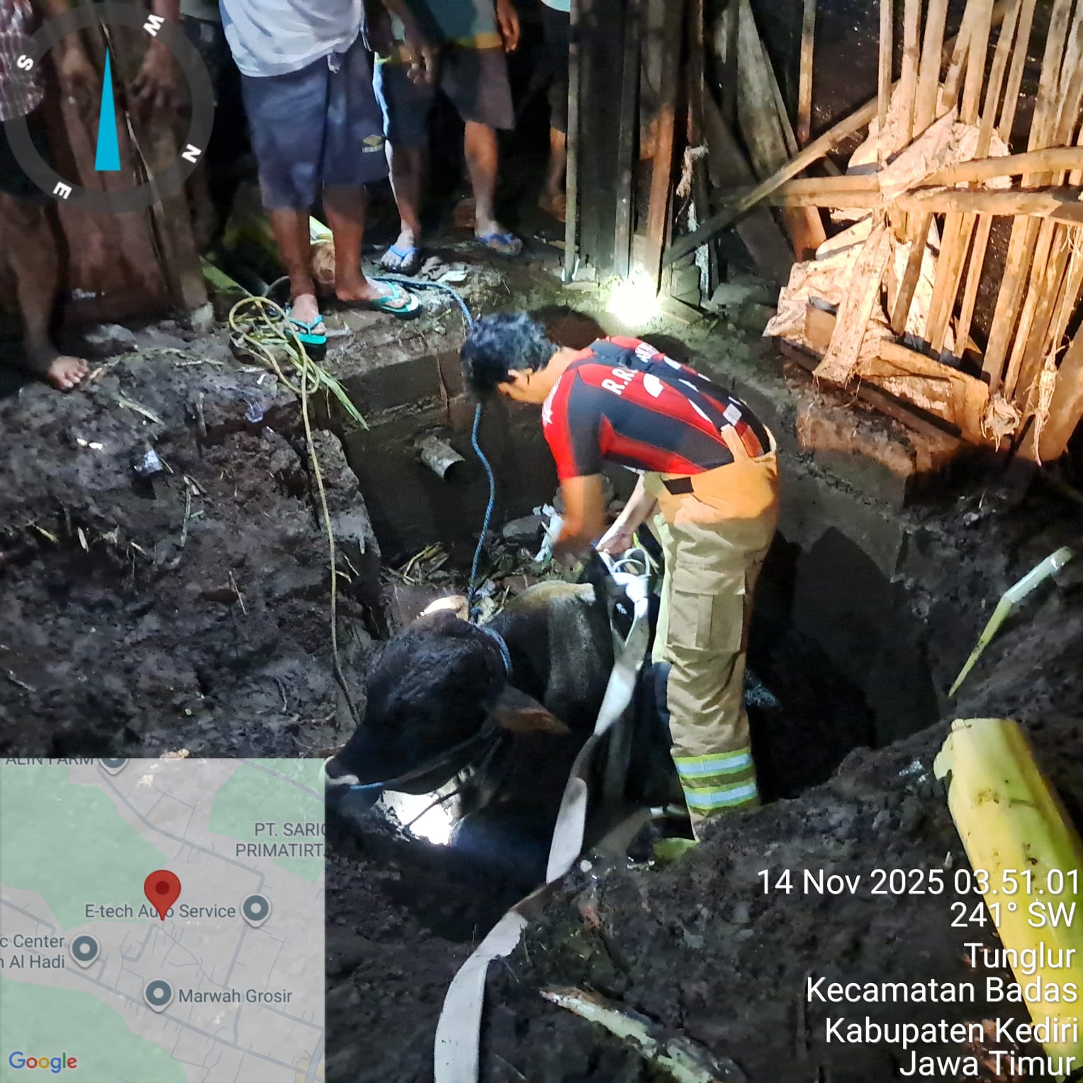 Mberot, Tali Lepas, Sapi Jantan Terperosok ke Septic Tank