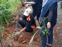 Ratusan Warga Tanam Akar Wangi untuk Cegah Longsor di Desa Kalipang