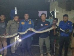 Ular Python Tiga Meter Masuk Rumah, Damkar Kabupaten Kediri Lakukan Evakuasi
