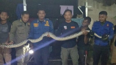 Ular Python Tiga Meter Masuk Rumah, Damkar Kediri Lakukan Evakuasi