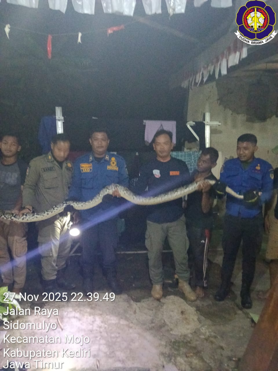 Ular Python Tiga Meter Masuk Rumah, Damkar Kediri Lakukan Evakuasi