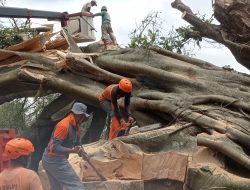 Pohon Trembesi Ratusan Tahun di Wates Roboh Diterjang Angin Puting Beliung, Ini Infonya