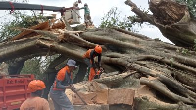 Pohon Trembesi Ratusan Tahun di Wates Roboh Diterjang Angin Puting Beliung, Ini Infonya