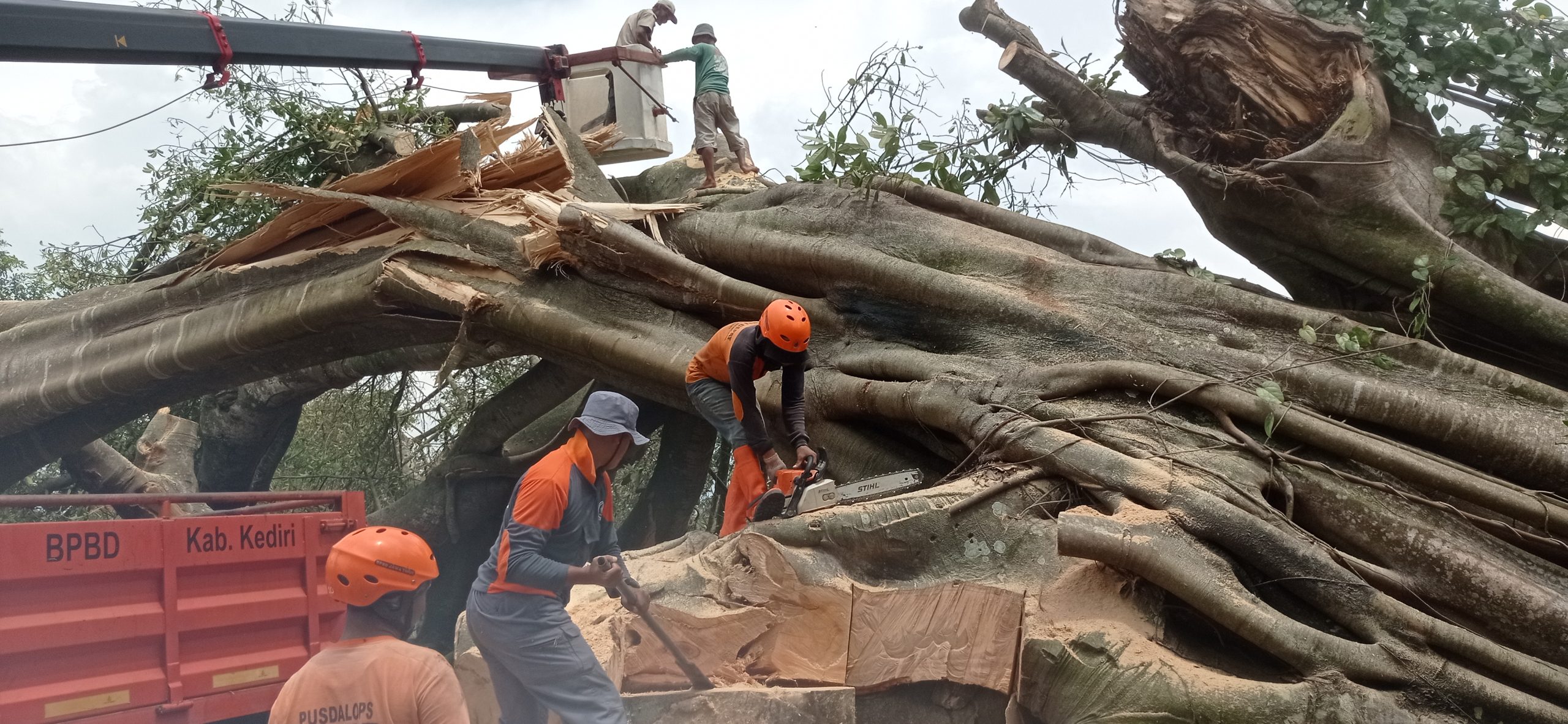 Pohon Trembesi Ratusan Tahun di Wates Roboh Diterjang Angin Puting Beliung