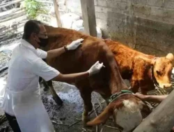 Memasuki Musim Hujan, DKPP Kabupaten Kediri Imbau Peternak Jaga Kesehatan Ternak
