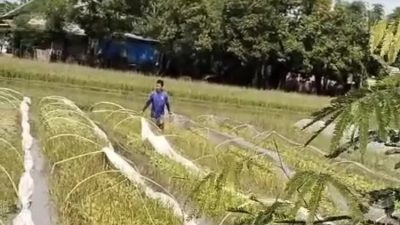 Dispertabun Kediri Imbau Petani Waspadai Dampak Musim Hujan
