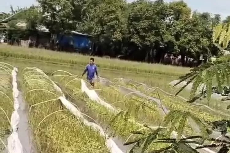 Dispertabun Kediri Imbau Petani Waspadai Dampak Musim Hujan Koordinasi dengan BMKG untuk Antisipasi Cuaca Ekstrem