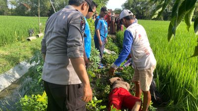 Tragis, Perangkap Tikus Beraliran Listrik Kembali Renggut Nyawa di Lamongan, Seorang Perempuan Tewas di Sawah Kalitengah