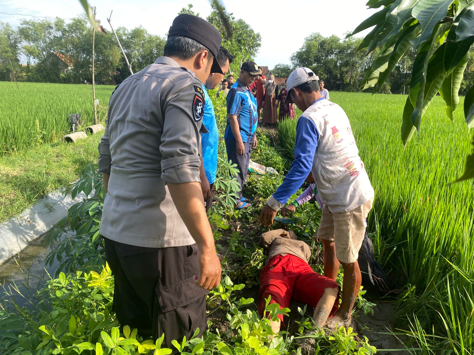 Tragis, Perangkap Tikus Beraliran Listrik Kembali Renggut Nyawa di Lamongan, Seorang Perempuan Tewas di Sawah Kalitengah