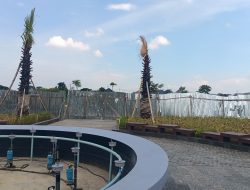 Revitalisasi Lapangan Gajah Mada Lamongan Disorot, Pohon Palm Rp 924 Juta Banyak Mengering