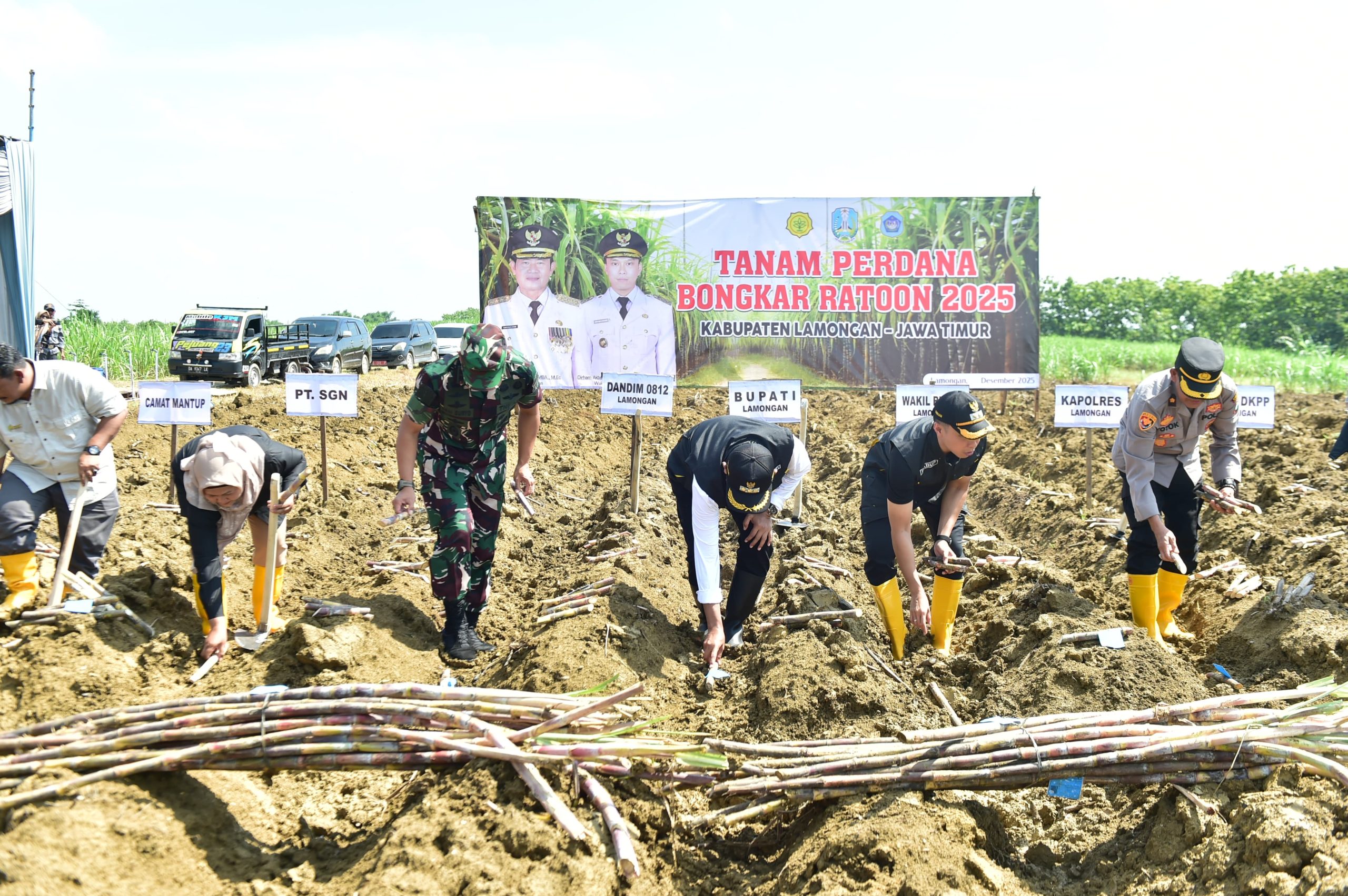 Pemkab Lamongan Dorong Swasembada Gula Lewat Program Bongkar Ratoon di Kecamatan Mantup