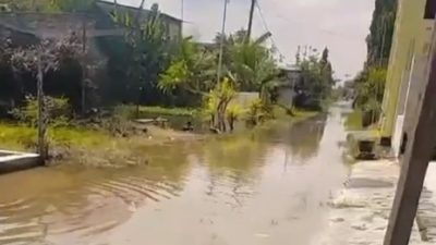 Diterjang Banjir, Ratusan Hektare Sawah dan Permukiman di Kedungpring–Modo Lamongan Terendam