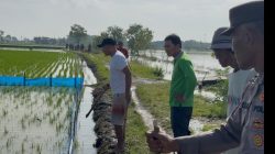 Warga Desa Kedali Lamongan Gelar Gropyokan Tikus Massal demi Amankan Hasil Pertanian
