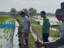 Warga Desa Kedali Lamongan Gelar Gropyokan Tikus Massal demi Amankan Hasil Pertanian