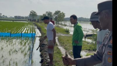 Warga Desa Kedali Lamongan Gelar Gropyokan Tikus Massal demi Amankan Hasil Pertanian