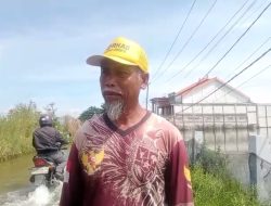 Luapan Bengawan Jero Genangi Ribuan Hektar Tambak, Petambak Kalitengah Lamongan Hanya Bisa Bertahan