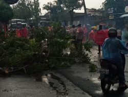 Hujan Angin Terjang Lirboyo, Pohon Tumbang, Kabel Listrik Putus, Jalan Macet