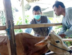 DKPP Siap Sambangi Bolo Ngarit, Genjot Vaksinasi PMK di Kota Blitar