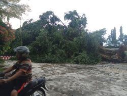 Hujan Disertai Angin Robohkan Pohon Beringin di SMAN 3 Kediri, Tiga Ruang Kelas Rusak