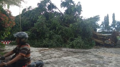 Hujan Disertai Angin Robohkan Pohon Beringin di SMAN 3 Kediri, Tiga Ruang Kelas Rusak