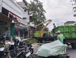 Antisipasi Bahaya, DLHKP Kota Kediri Pangkas Ranting Akasia di Jalan Cokroaminoto