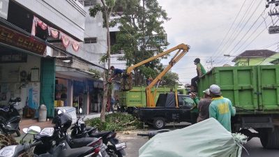 Antisipasi Bahaya, DLHKP Kota Kediri Pangkas Ranting Akasia di Jalan Cokroaminoto
