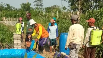 Cuaca Akhir Tahun Tak Stabil, Dispertabun Kediri Dorong Poktan Intensifkan Gerdal OPT
