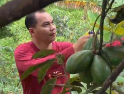 Petani Wonosalam, Jombang, Sukses Kembangkan Aneka Alpukat, Pesanan Mengalir hingga Luar Daerah