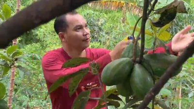 Petani Wonosalam, Jombang, Sukses Kembangkan Aneka Alpukat, Pesanan Mengalir hingga Luar Daerah
