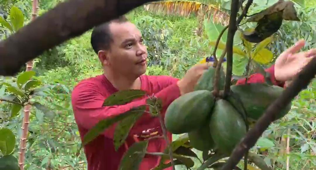 Petani Wonosalam Sukses Kembangkan Aneka Alpukat, Pesanan Mengalir hingga Luar Daerah