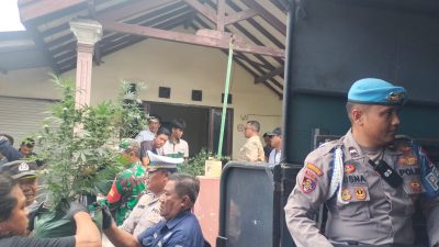 Rumah Kontrakan di Mojongapit Jombang Digerebek Polisi, Ratusan Tanaman Ganja Diamankan