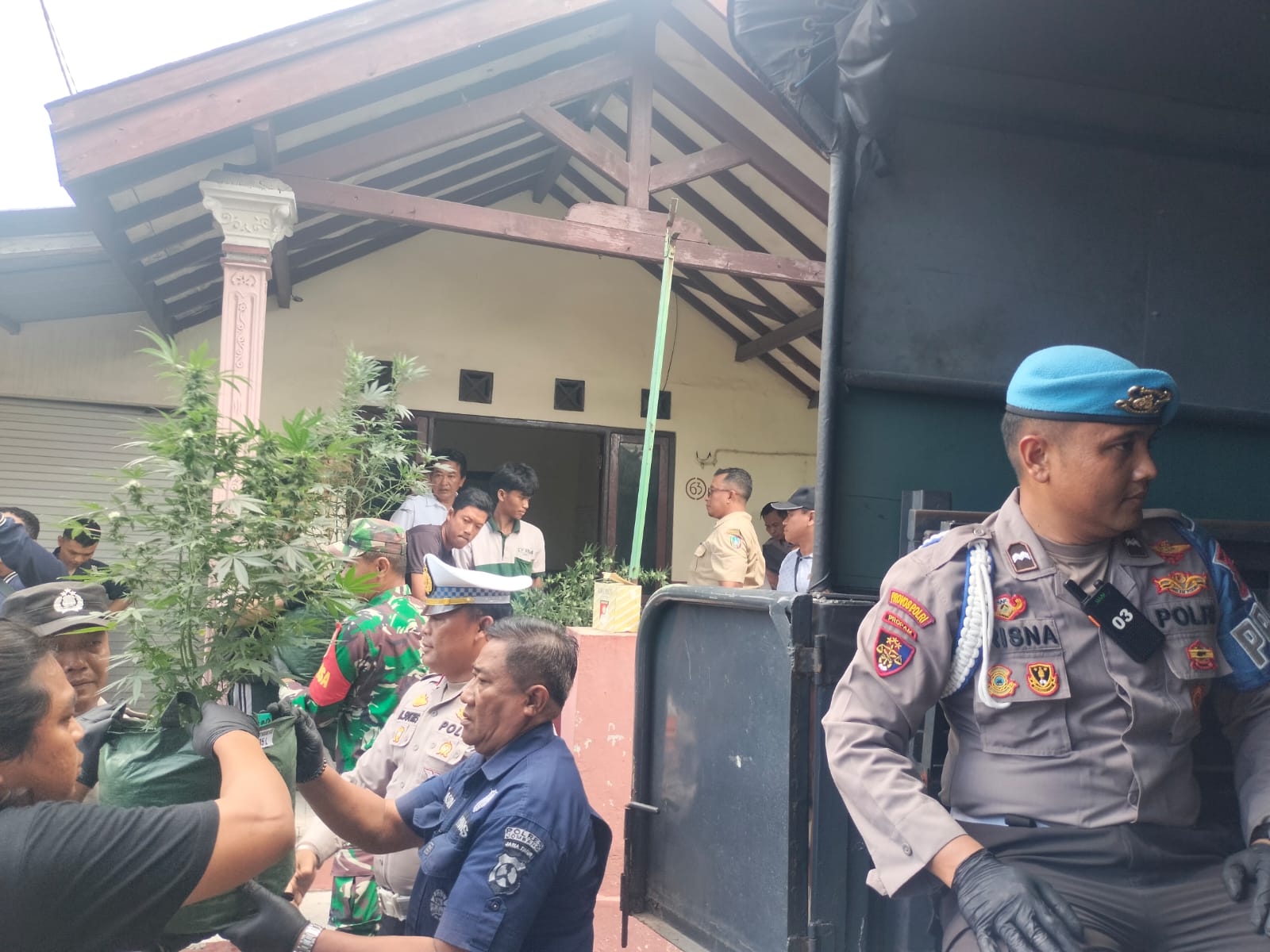 Rumah Kontrakan di Mojongapit Jombang Digerebek Polisi, Ratusan Tanaman Ganja Diamankan