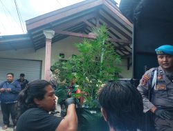 Polisi Taksir Ganja Hasil Penggerebekan di Mojongapit Jombang Senilai Rp 600 Juta